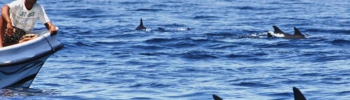 Negombo - Kalpitiya Dolphin Watching Tour