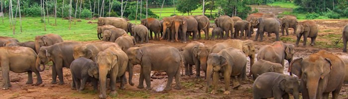 Negombo - Pinnawala Elephant Orphanage Tour