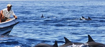 Negombo - Kalpitiya Dolphin Watching Tour