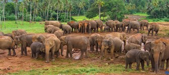 Negombo - Pinnawala Elephant Orphanage Tour