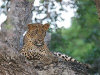 Tour focusing on leopards and Wild Elephants